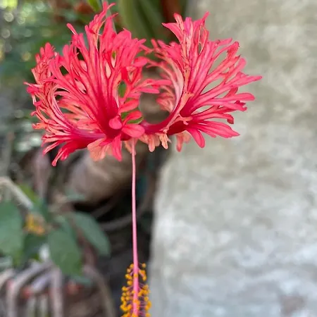Le Ortensie In Centro E Vicino Al Mare ペスカーラ