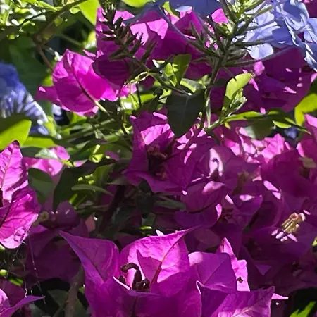 Le Ortensie In Centro E Vicino Al Mare *