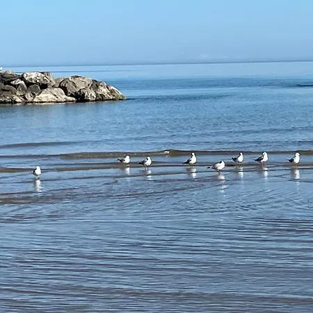 Le Ortensie In Centro E Vicino Al Mare Pescara