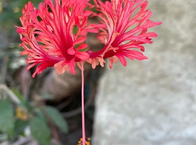 Le Ortensie In Centro E Vicino Al Mare Πεσκάρα
