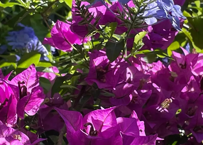Le Ortensie In Centro E Vicino Al Mare *